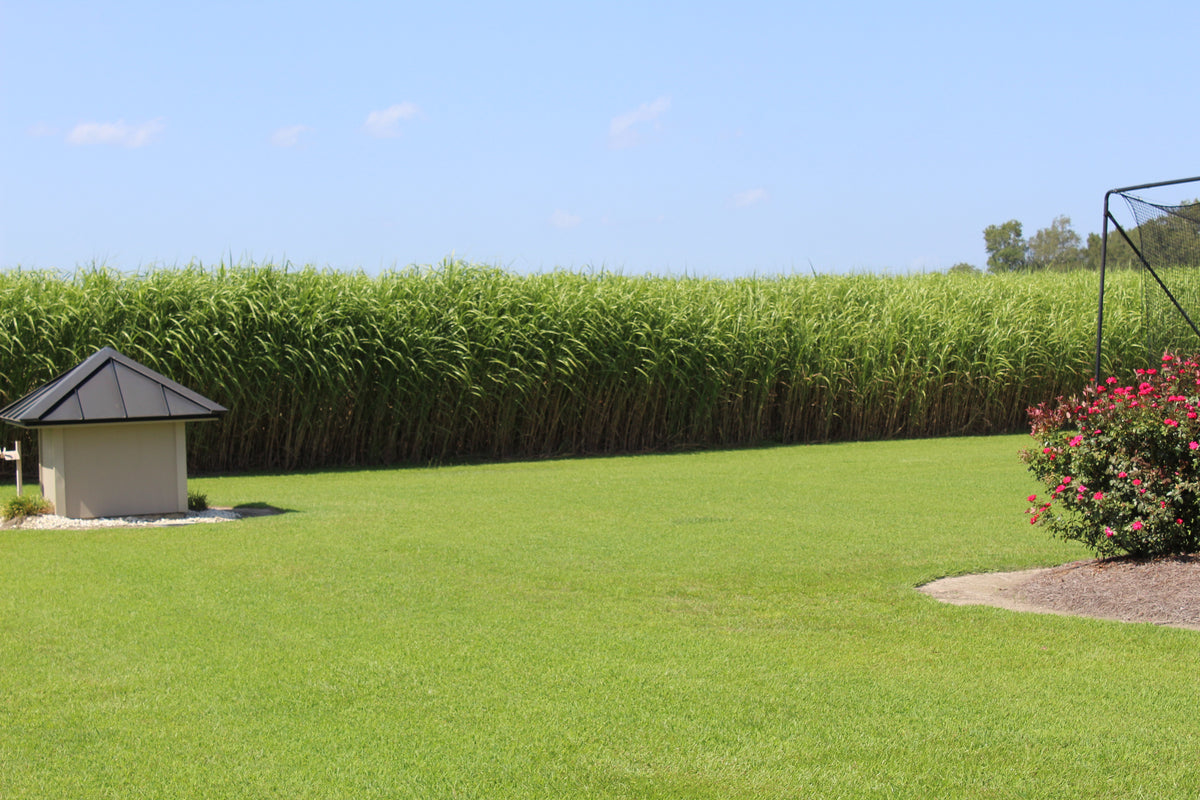 Miscanthus Privacy Screen