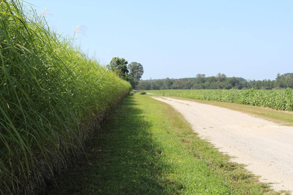 Miscanthus Privacy Screen