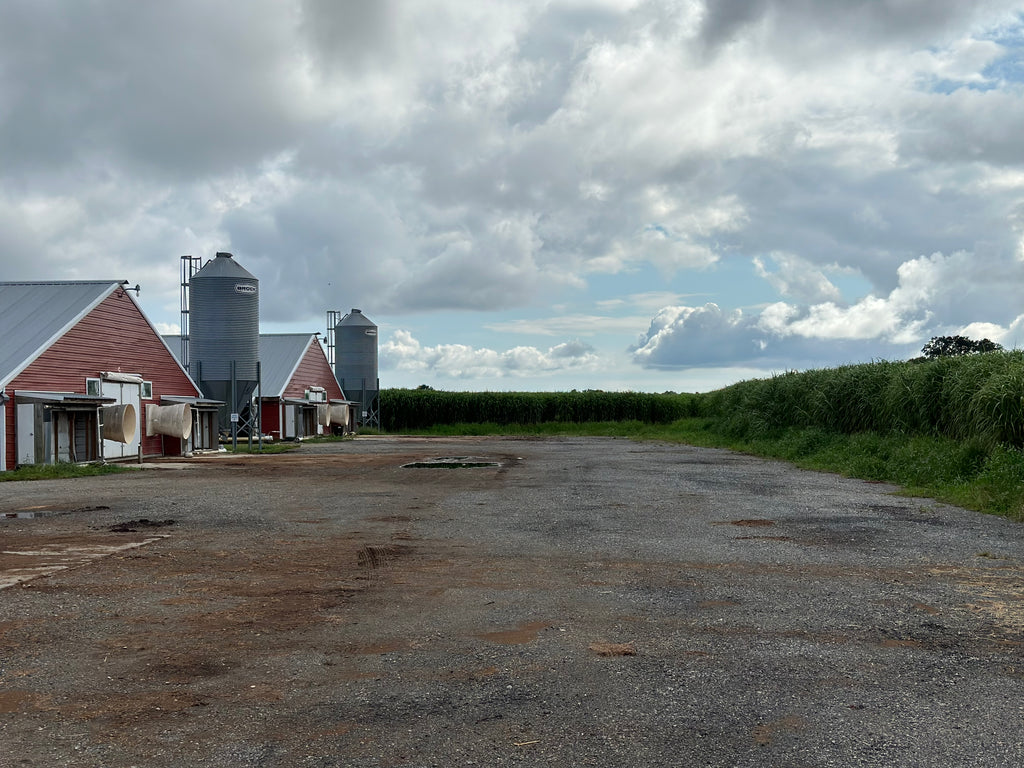 3,000 Feet of Privacy Screen (5,000 rhizome count)