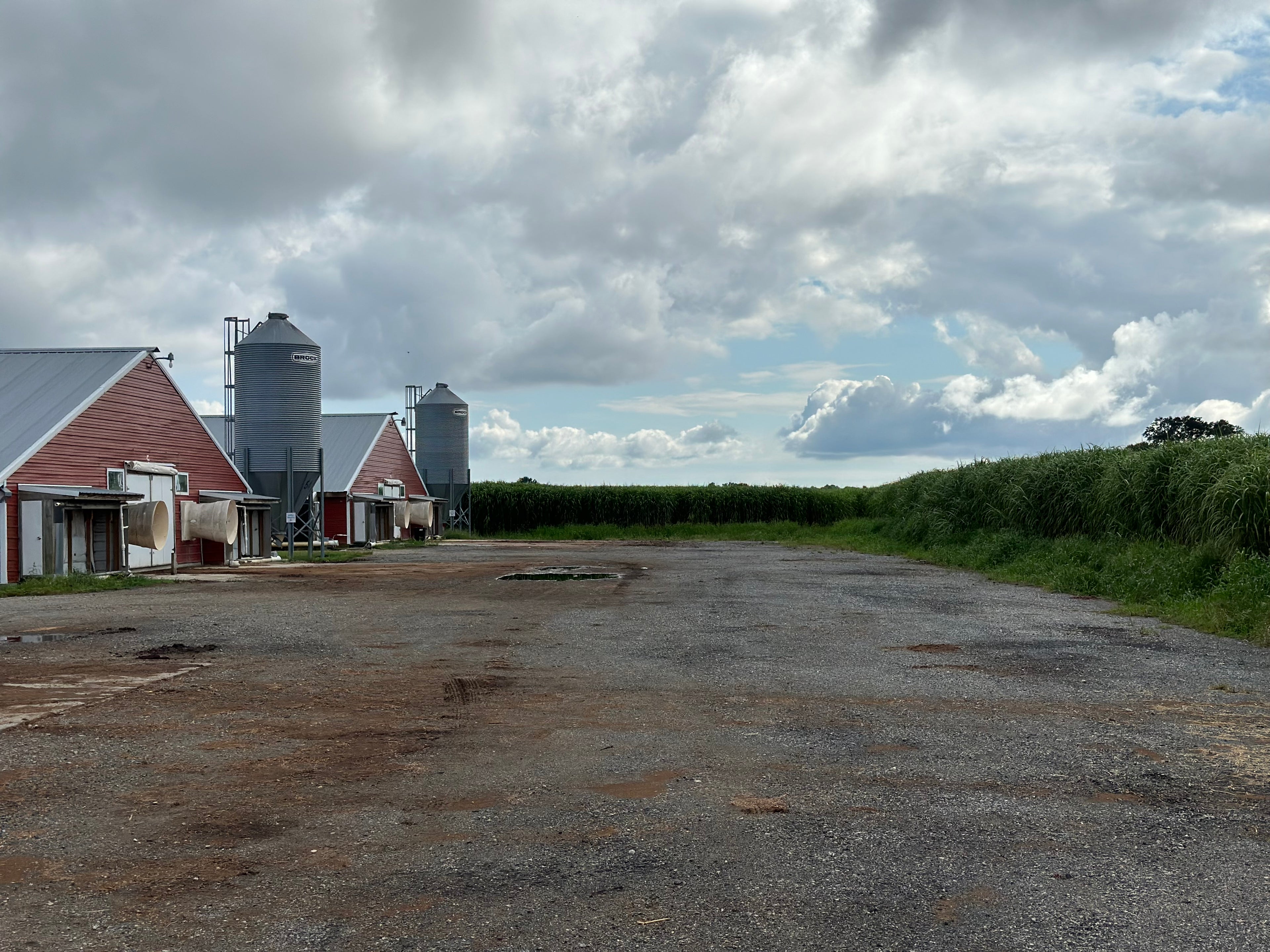 1,200 Feet of Privacy Screen (2,000 rhizome count)