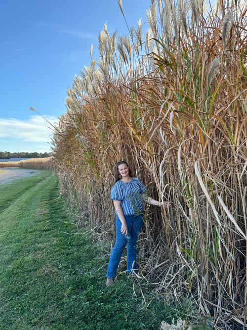Miscanthus Privacy Screen