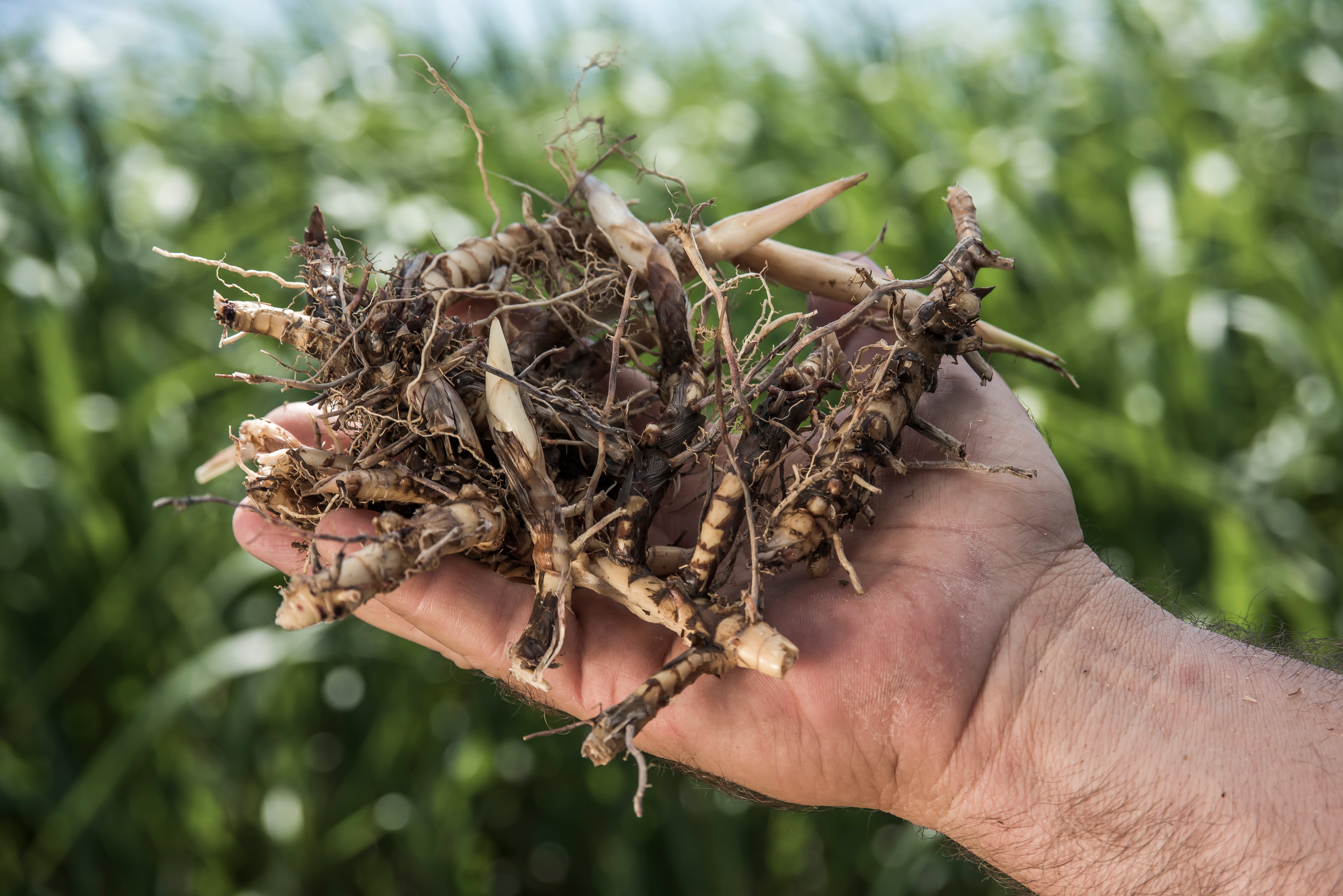 6,000 Feet of Privacy Screen (10,000 rhizome count) – Miscanthus Grass